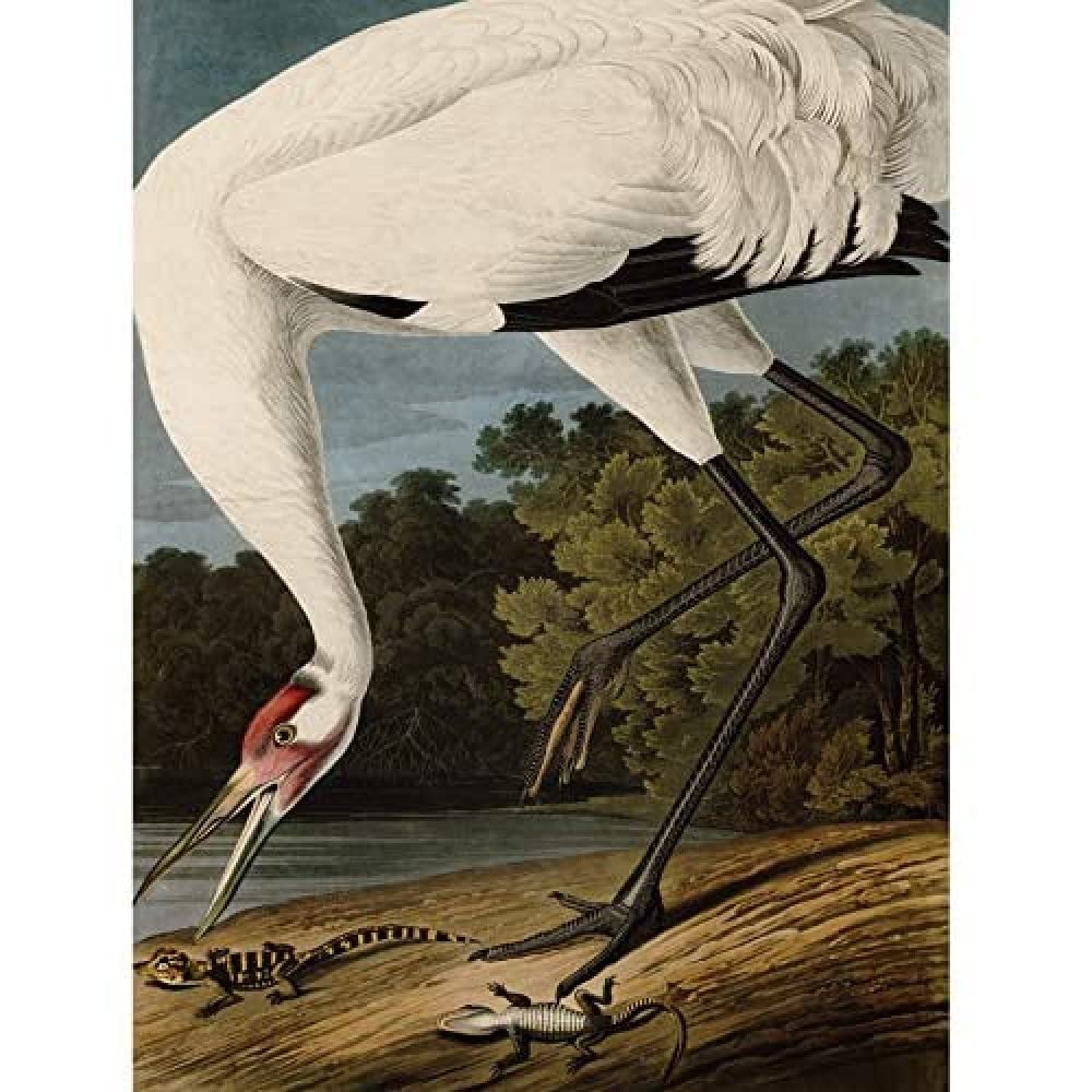 Artery8 Audubon Birds Hooping Crane Painting Art Print Canvas Premium Wall Decor Poster Mural