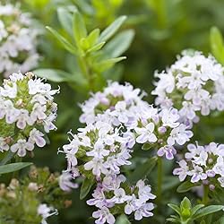 Aromatics International Premium Organic Thyme ct