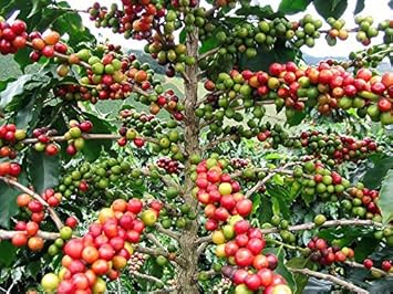100 Samen -Arabica Kaffee- -Coffea arabica- Top Qualität