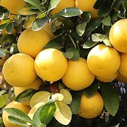 Aromatics International Pure Organic Grapefruit