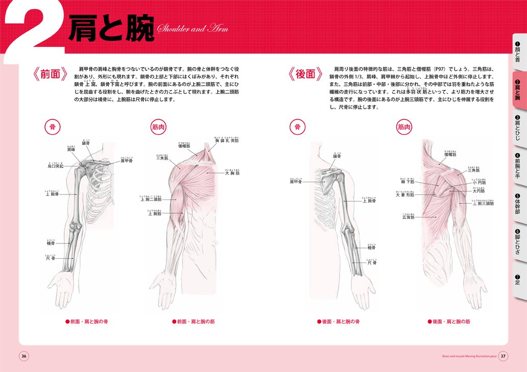 骨と筋肉がわかる人体ポーズ集 動く美術解剖図 廣済堂マンガ工房 9784331515327 Amazon Com Books