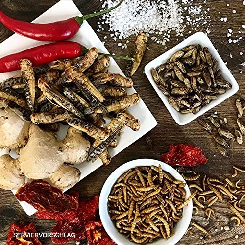 Essbare Insekten Mischung von 'SNACK insects' - 25g Insekten zum Essen - Grillen, Heuschecken & Mehlwürmer – Bild 6