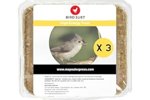 Wild Bird Suet Cakes, High-Energy Food for Backyard Birds (3 Pack, Insect)