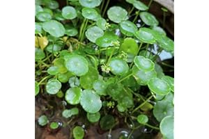 400 pcs Aquarium Plants Grass Seeds Hardy Perennials, Permanent Blooms Aquatic Plants - Macrophytes - Air Purifying Houseplan
