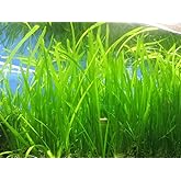 Marcus Fish Tanks 6 Jungle Val - Jungle Vallisneria Live Aquarium Freshwater Plants