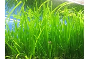Marcus Fish Tanks 6 Jungle Val - Jungle Vallisneria Live Aquarium Freshwater Plants