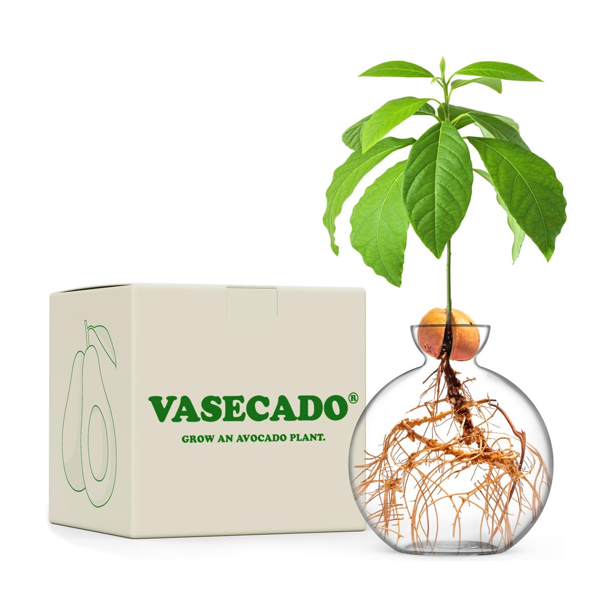 Vasecado Avocado Seed Vase, Hand-Blown Glass Propagation Vessel for Growing Avocados Plants, Unique Starter Gift for Plant Lovers