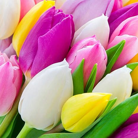 Amazon Co Jp ハッピーガーデン お正月福袋 チューリップ 球根 30球 期間限定 お楽しみ球根30球増量 合計60球 ホーム キッチン