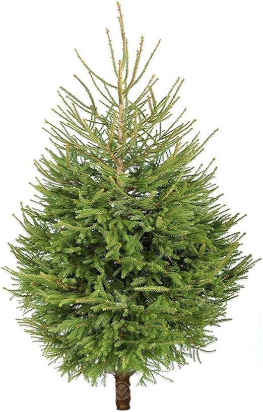 Gardenersdream Norway Spruce Fresh Cut Christmas Tree Real Live