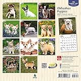 Image de Chihuahua Puppies 2017 Mini 7x7 (Multilingual Edition)