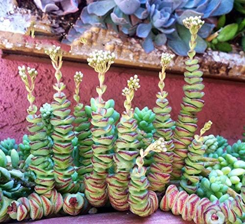 Amazon.com : Cutting 2" Crassula Baby Necklace Rare no ...