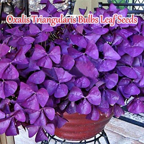 Shamrock Oxalis Triangularis seeds - 50Pcs Purple Clover Heirloom Seeds Garden Plant