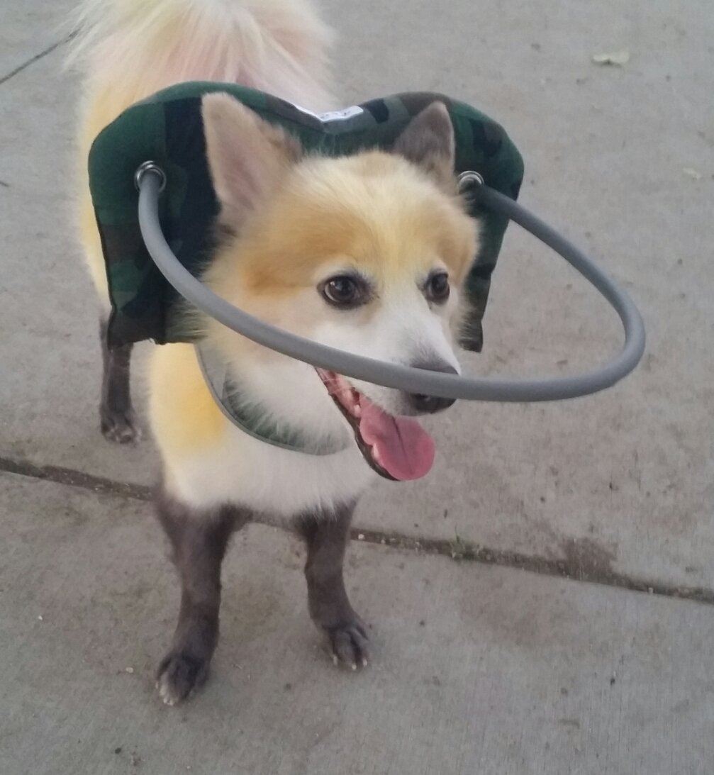 Muffin's Halo Guide Camouflage, Medium