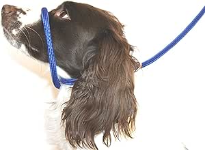 how to stop cocker spaniel pulling on lead