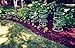 Clever Gardener Vertical Black Plant Cage, 18