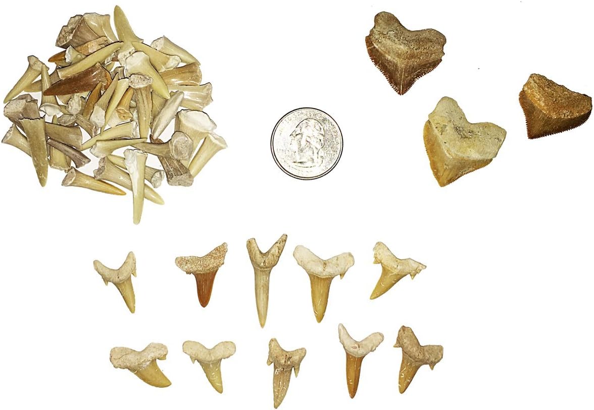 goldnuggetminer Fossilized Shark Tooth Collection - Includes 40+ Teeth!