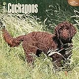 Cockapoos 2016 Wall Calendar