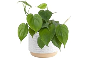 Costa Farms Philodendron Live Plant, Grower's Choice Indoor House Plant, Easy to Grow Vining Houseplant in Decorative Plant Pot, Climbing Trellis, Living Room Home or Office Decor, Birthday Gift