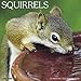 Squirrels 2018 Calendar