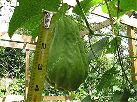 30 Pcs Bag Bonsai Chayote Seeds Outdoor Non Gmo Succulent Pumpkin Fruit Vegetables Bonsai Potted Plant For Flower Pot Planters Amazon Co Uk Garden Outdoors