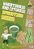 Todd's Seeds Wheatgrass Seeds; Hard Red Winter
