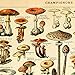 Meishe Art Vintage Poster Print Mushrooms Champignons Identification Reference Chart Diagram Illustration Botanical Educational Wall Decor