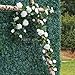PARTY JOY 2pcs Flower Garland Fake Rose Vine Artificial Flowers Hanging Rose Ivy Hanging Baskets Wedding Arch Garden Background Decor（White）