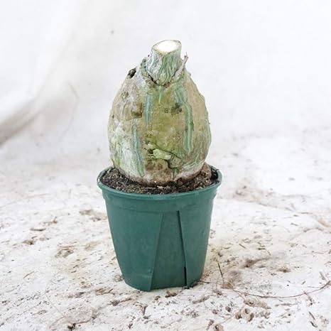 Amazon Co Jp ボンバックス プラスチック鉢 3号 高さ 程度 ホーム キッチン