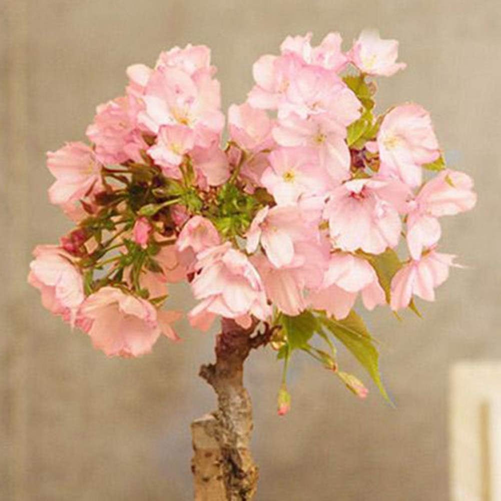 Catkoo Rare Sakura Cherry Blossoms Seeds Flower Plant Bonsai Potted Home Decor Suitable Kitchen Living Room Decoration, Holiday Celebration, Decoration Rose Red Sakura Seeds