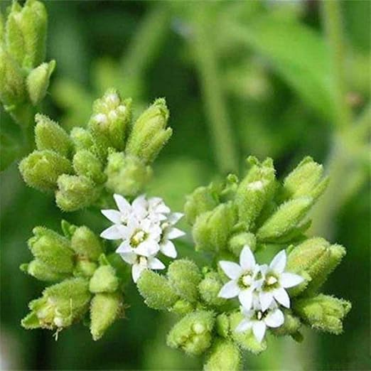 Ofanyia 100PCS Semillas Stevia Rebaudiana Semillas Naturaleza ...