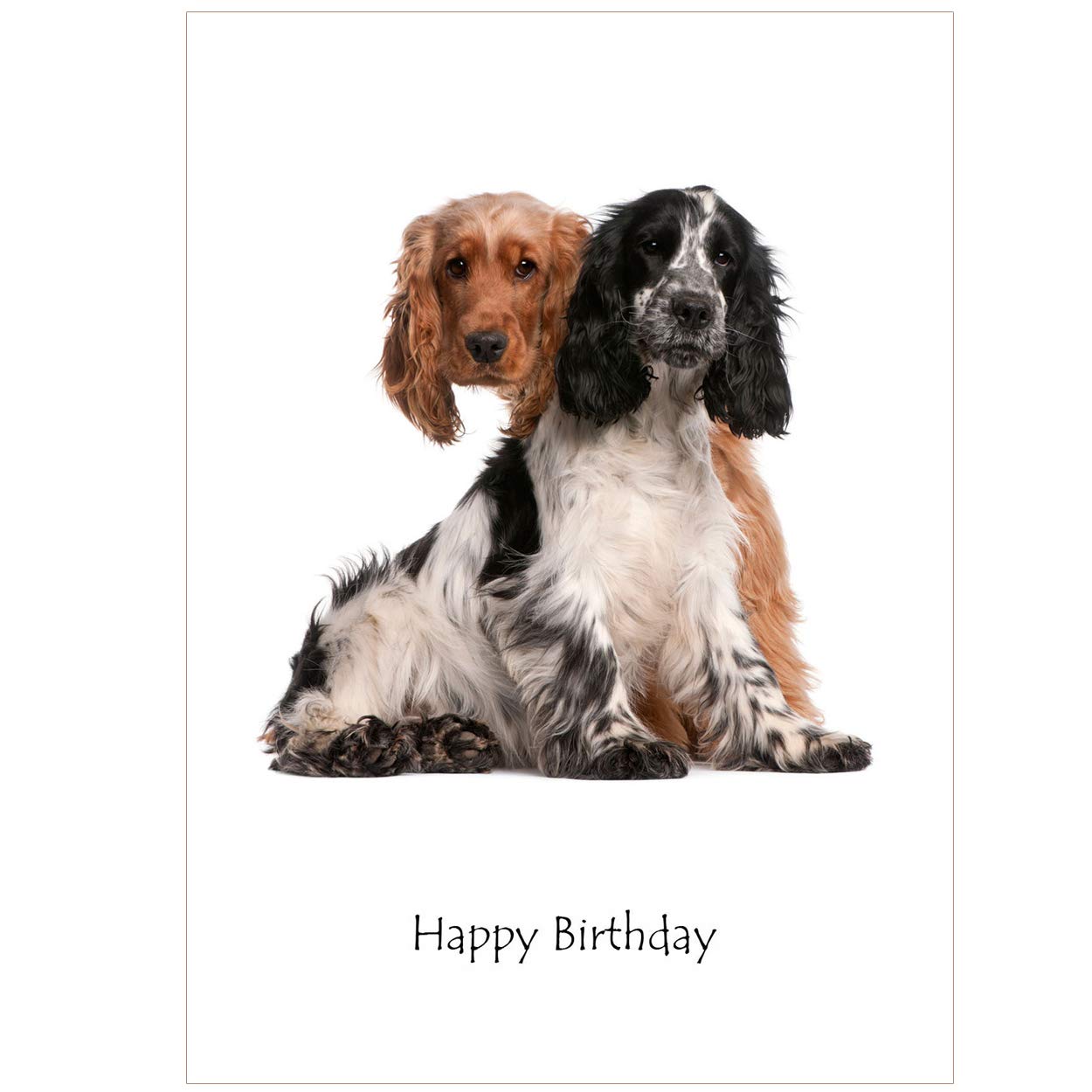 Birthday Card - With Pair Of Spaniel Dogs