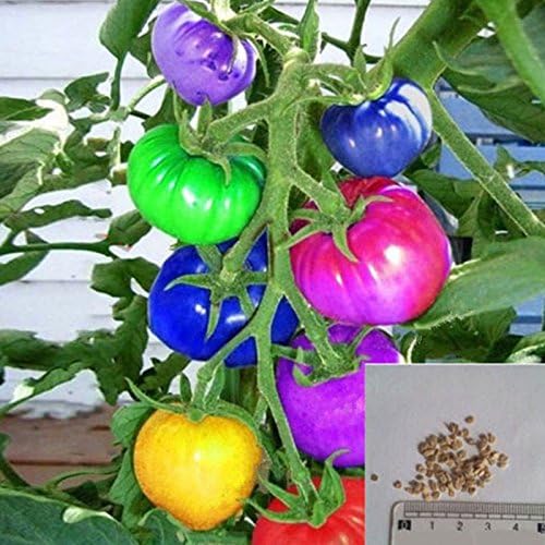 Rosepoem 100pcs very rare imported rainbow tomato Seeds bonsai fruit