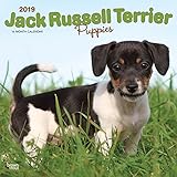Jack Russell Terrier Puppies 2019 12 x 12 Inch Monthly Square Wall Calendar, Animals Dog Breeds Terr by 
