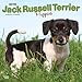 Jack Russell Terrier Puppies 2019 12 x 12 Inch Monthly Square Wall Calendar, Animals Dog Breeds Terr by 