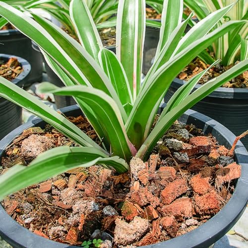 4 Pcs Coconut Coir Chips for Plants, 4.4 LB 100% Organic Coco Husk Chip Bricks with Low EC and pH Balanced, Easy to Expand Coco Coir Mulch Medium for Garden Flowers & Reptile Bedding