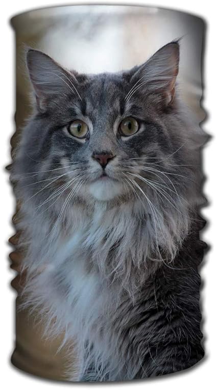 norwegian forest cat male