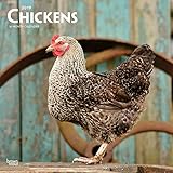 Chickens 2019 12 x 12 Inch Monthly Square Wall Calendar, Domestic Farm Animals (Multilingual Edition) by