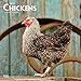 Chickens 2019 12 x 12 Inch Monthly Square Wall Calendar, Domestic Farm Animals (Multilingual Edition) by