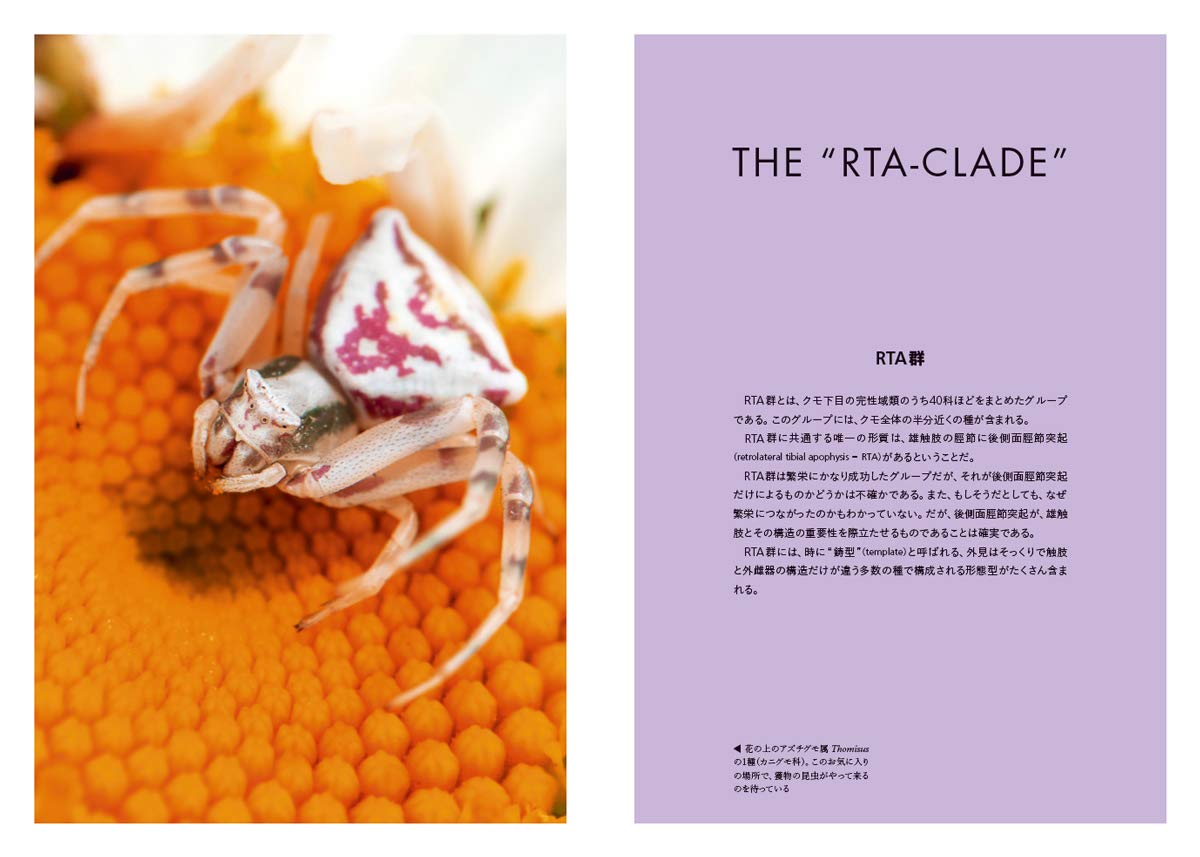 世界のクモ 分類と自然史からみたクモ学入門 ノーマン I プラトニック 奥村 賢一 小野 展嗣 ノーマン I プラトニック 西尾 香苗 本 通販 Amazon