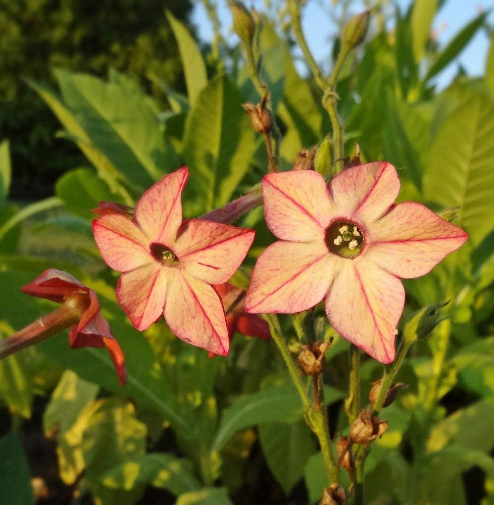 Ornamental Tobacco Mixed Seeds - Nicotiana x sanderae - 9000 Seeds