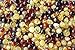 50 Pcs Multicolored Baltic Amber Beads