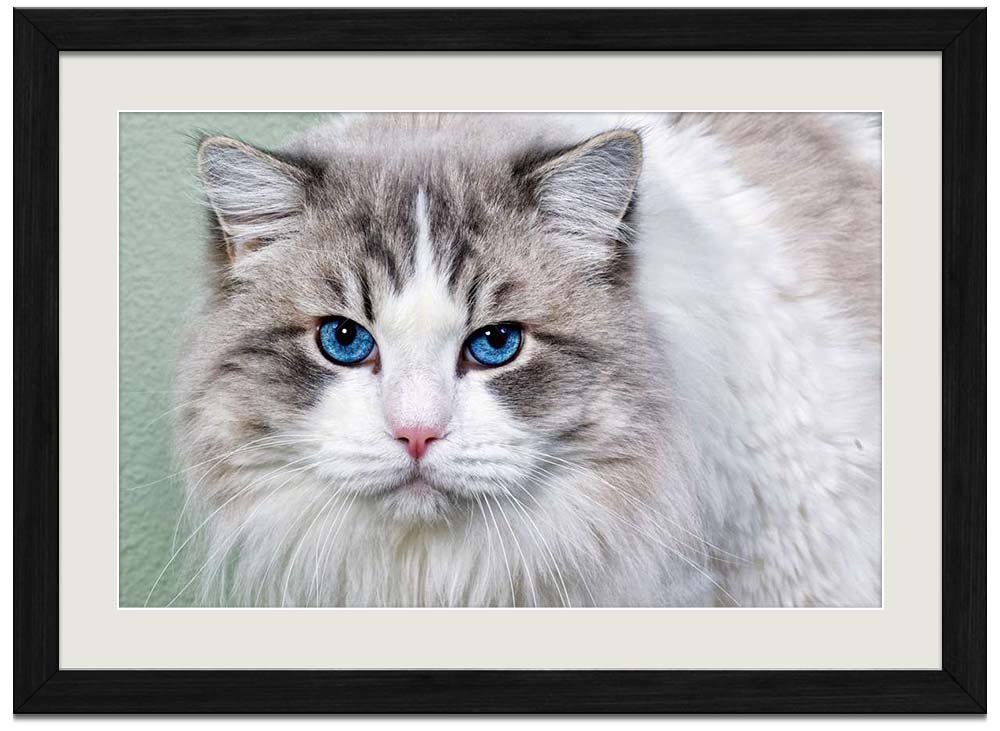 Amazon Com Gray Cat With Blue Eyes Art Print Wall Black Wood
