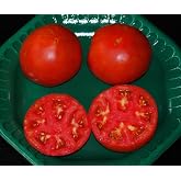 Celebrity Hybrid Tomato seedsbulk 50 pkt. Heavy producercompact Plant