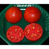 tomato ページ。 Tomato SVTE 8444 F1 | Tomato | Agroduka Limited