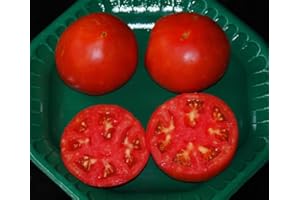 SVI Celebrity Hybrid Tomato seedsbulk 50 pkt. Heavy producercompact Plant