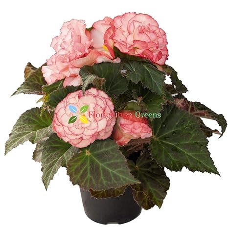 Floriculture Greens Imp Begonia Flower Hybrid Bulbs For Home Gardening Planting Nonstop Rose Begonia Pack Of 15 Bulbs Amazon In Garden Outdoors