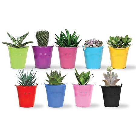 TrustBasket Set of 5 Bucket Planter(Pink,Purple,Blue,Green,Yellow)