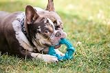 Petface Little Petface Rubber Ring Teething Chew Toy for Puppies view 6