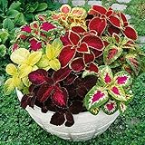 Outsidepride Rainbow Mix Coleus Seeds for Planting