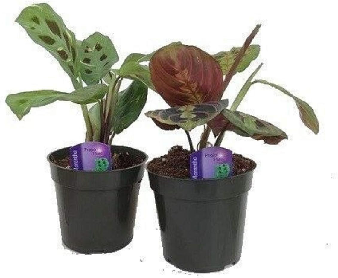 Houseplants - Maranta 2 Red Prayer Plant - Easy to Grow - 4"Pot - Best Gift - Live Plant - Home and Garden - N6